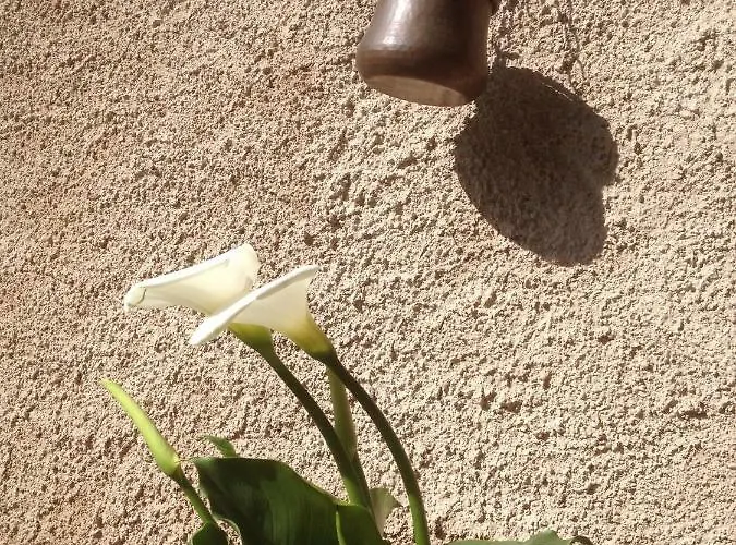 לינה וארוחת בוקר La Tana Del Ghiro פורטו ואלטרוואליה